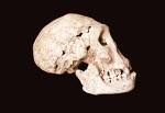 fossil-skull.jpg